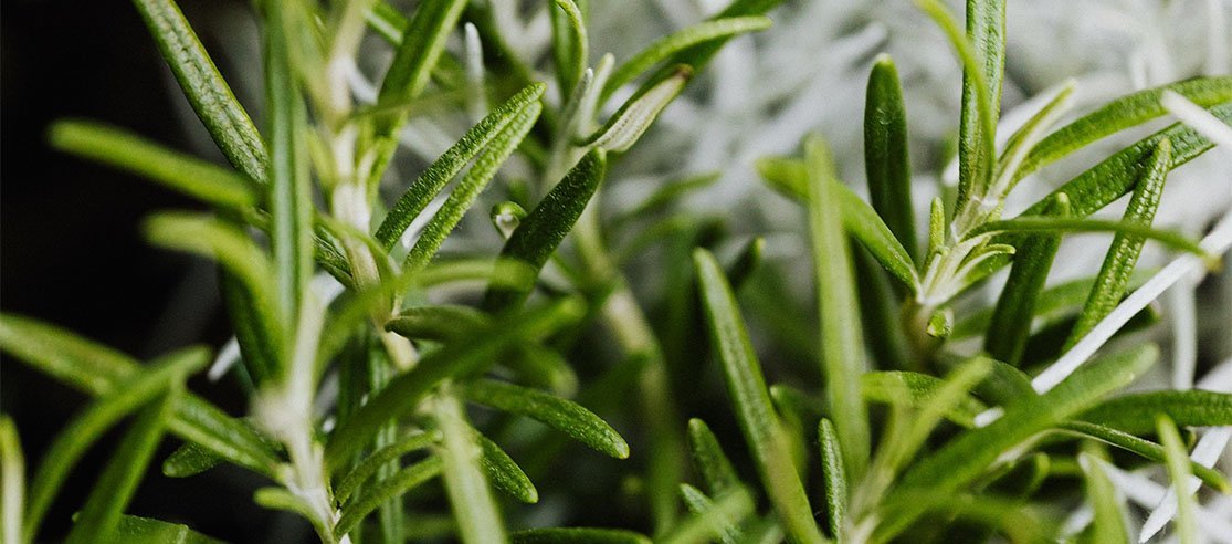 4 best healing essential oils - anatomē