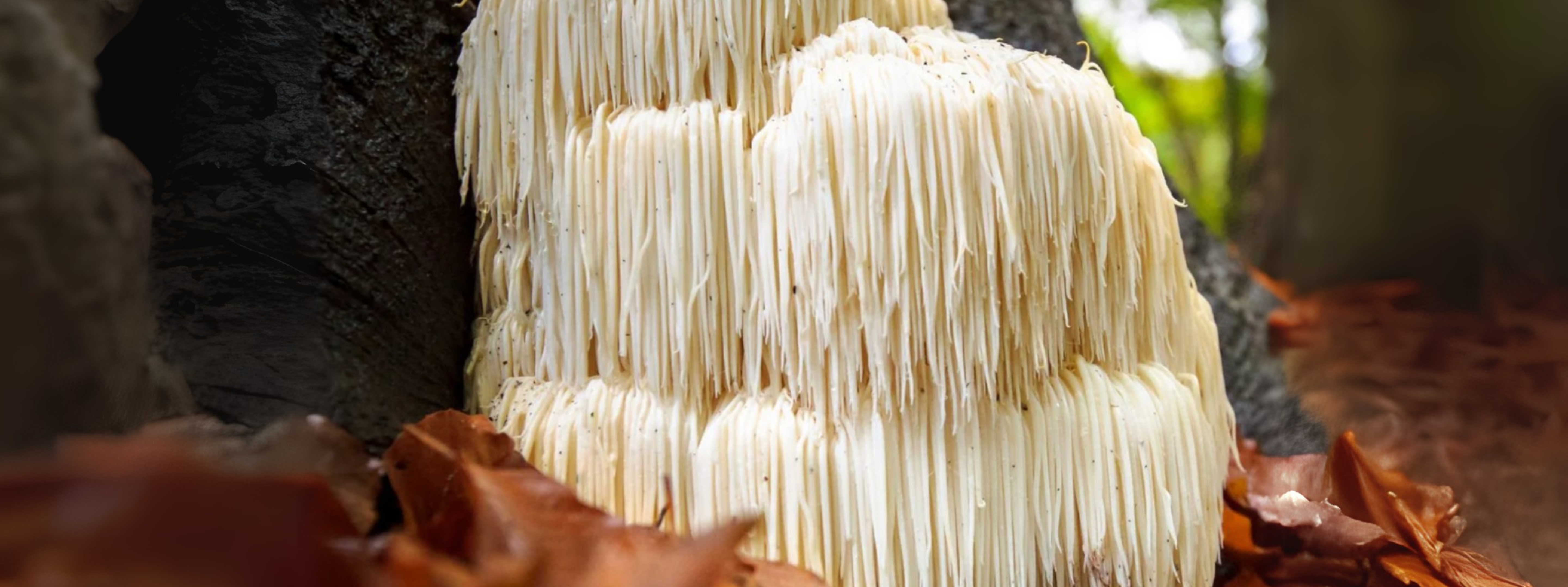 The Power of Mushrooms | Nature’s Brain Boost This Autumn