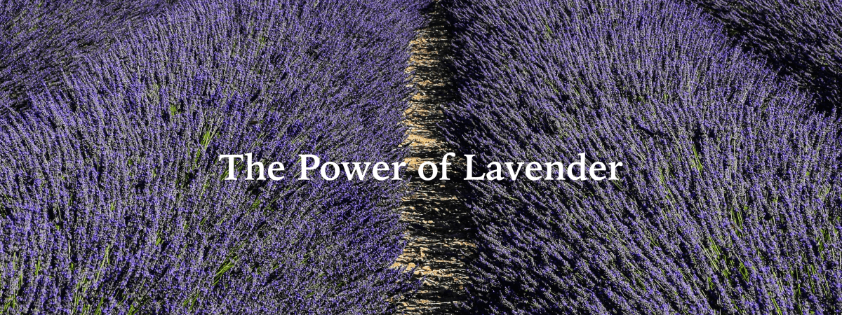 A Lavender Ritual:From the British Coast to the Himalayan Peaks: - anatomē