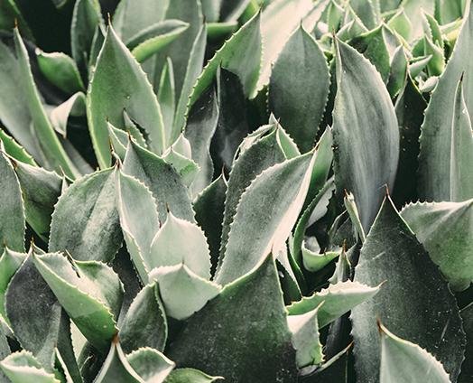 Aloe Vera - anatomē