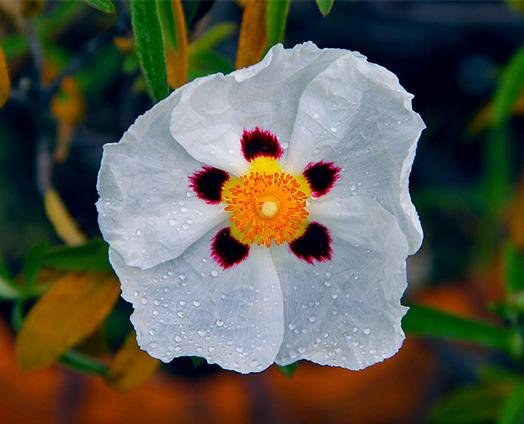Cistus Labdanum - anatomē