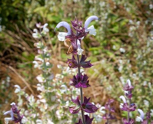 Clary Sage - anatomē