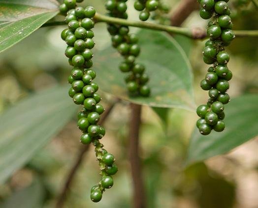 Green Pepper - anatomē