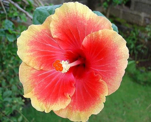 Hibiscus Blossom - anatomē
