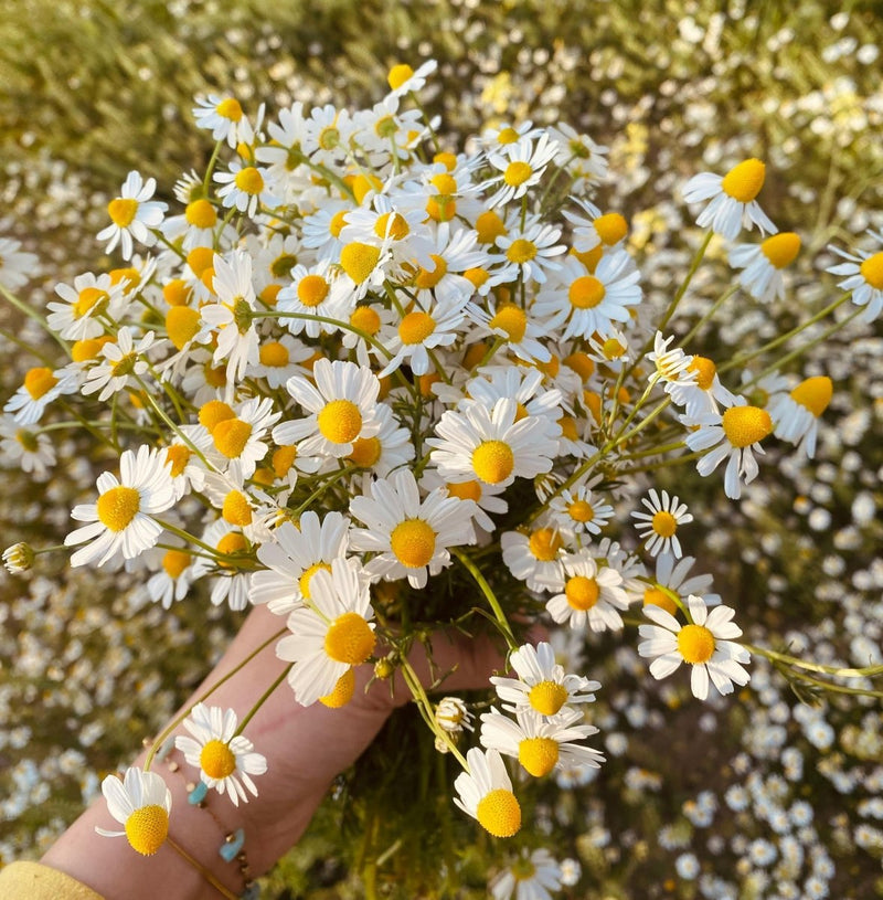 How Fragrance Shapes How We Feel - anatomē