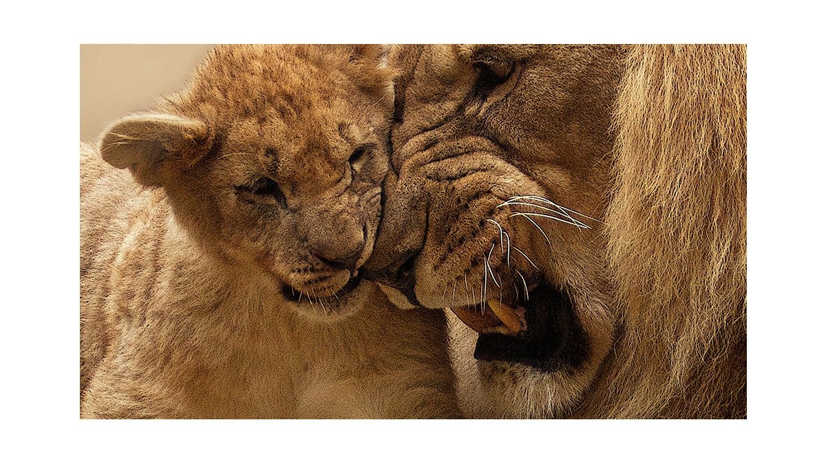 In Focus: Understanding Adaptogens and Lion’s Mane Mushroom - anatomē