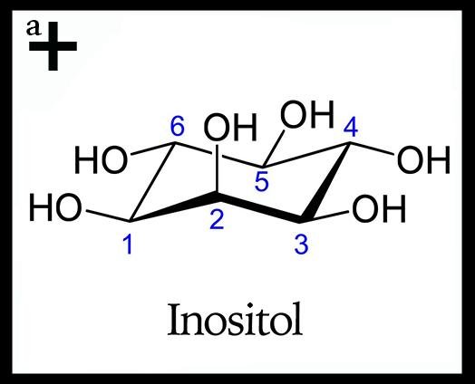 Inositol - anatomē