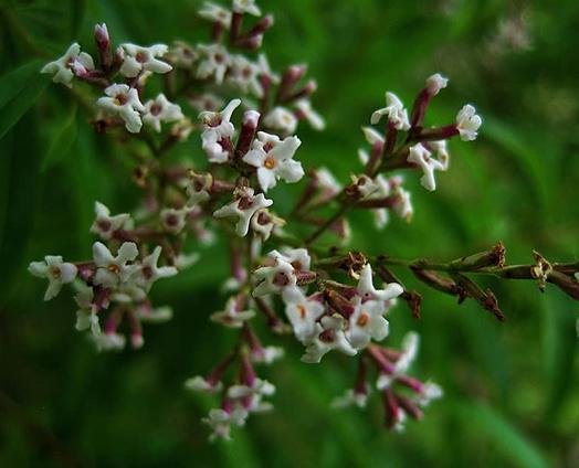 Lemon Verbena - anatomē