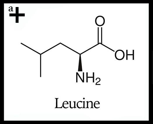 Leucine - anatomē