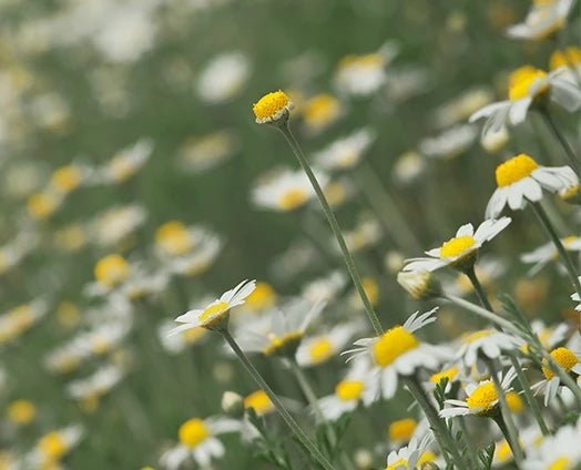 Natural Supplements for ADHD: Exploring the Potential of Probiotics and Chamomile - anatomē