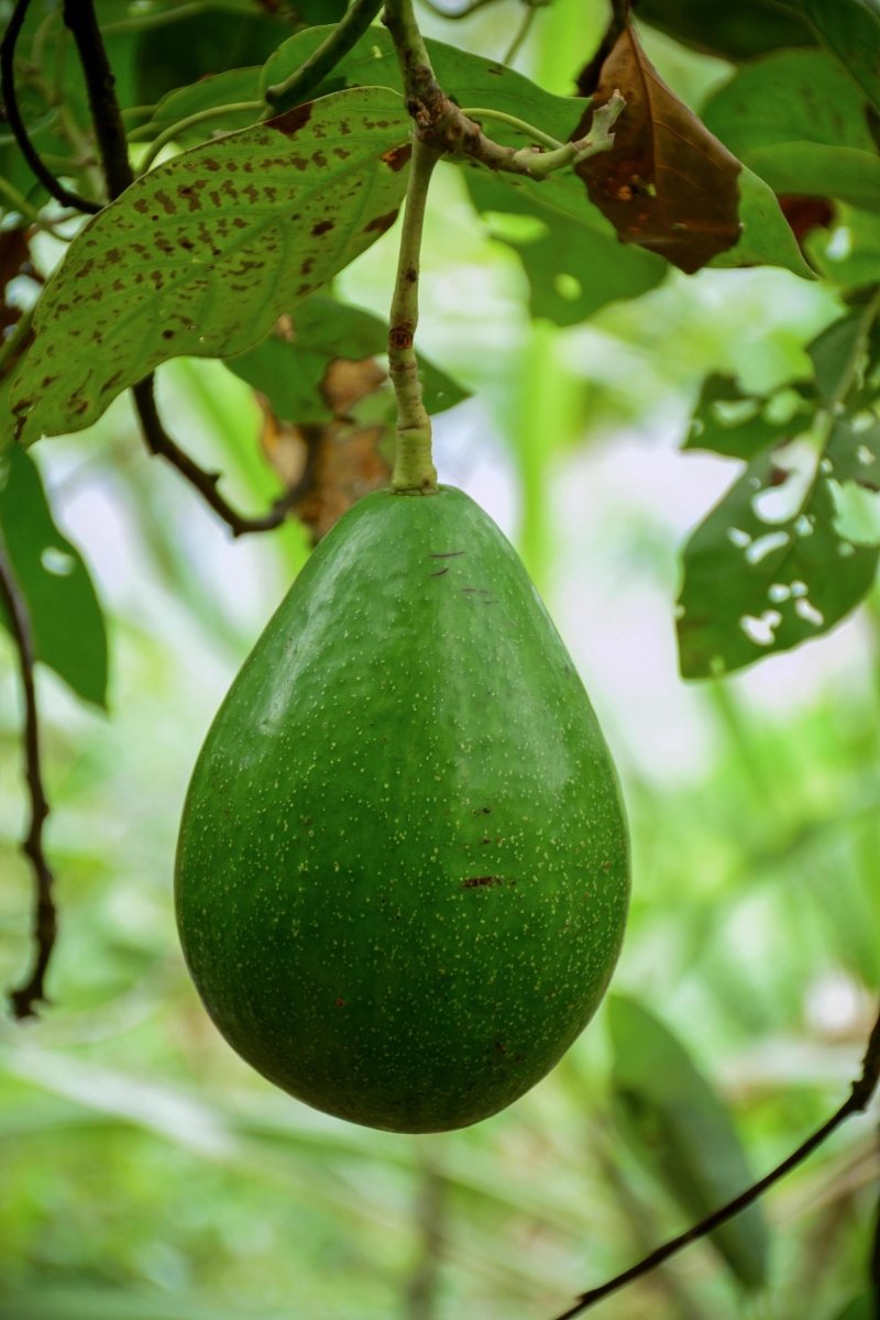 Power Ingredient : Vitamin E and avocado oil for healthy skin - anatomē