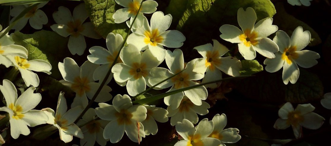 Primrose oil: Menosupport key ingredient and why it works - anatomē