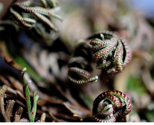 Rose of Jericho - anatomē