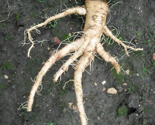 Suma Root - anatomē