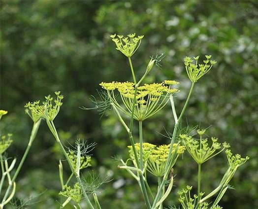 Sweet Fennel - anatomē