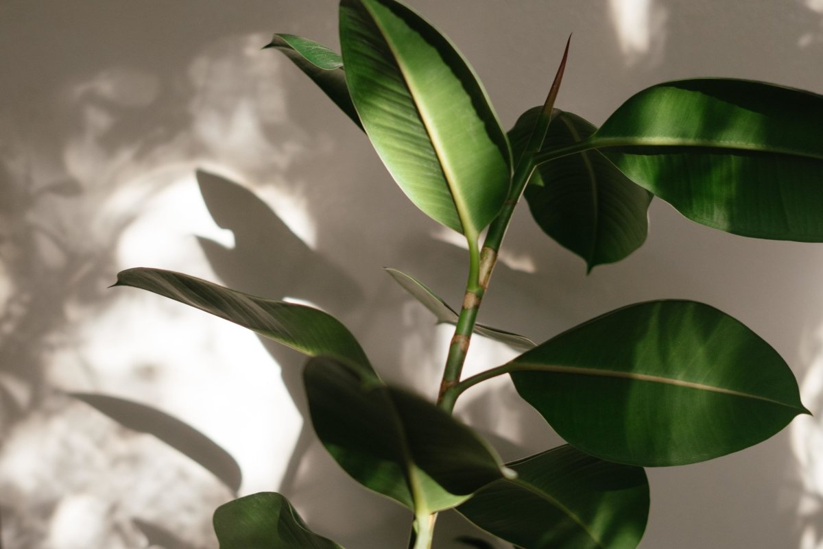 The truth about vitamin D and immunity - anatomē