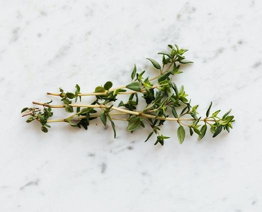 Thyme - anatomē