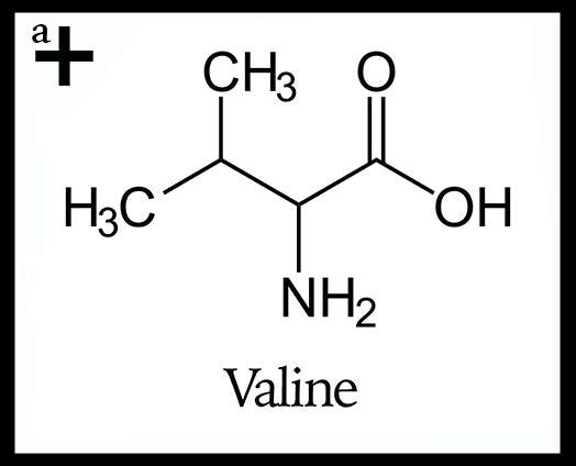Valine - anatomē