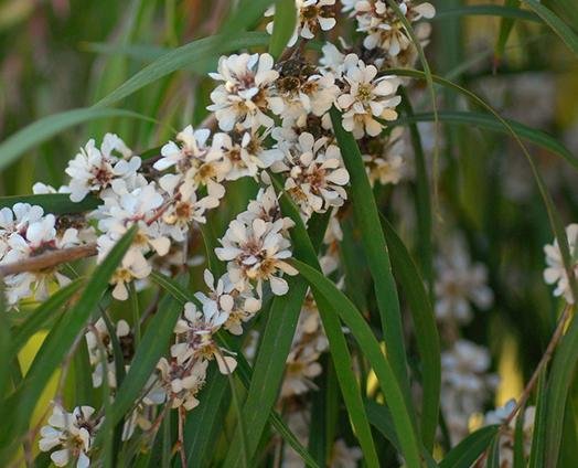 Wild Fragonia - anatomē