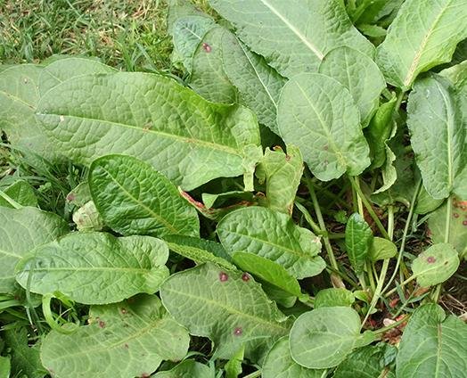 Yellow Dock - anatomē