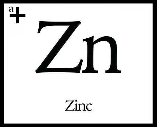Zinc - anatomē