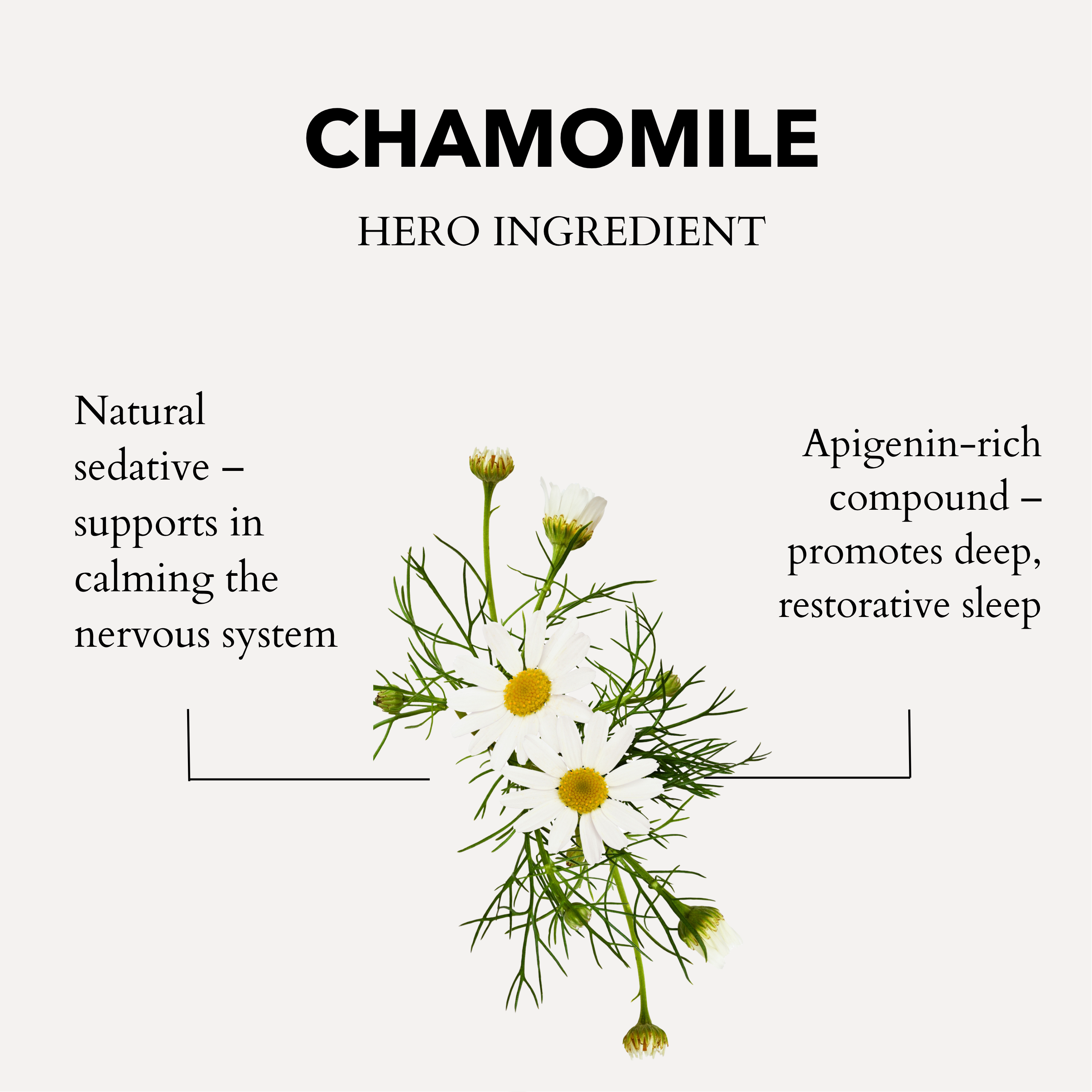 The Gift of Good Sleep Roman Chamomile