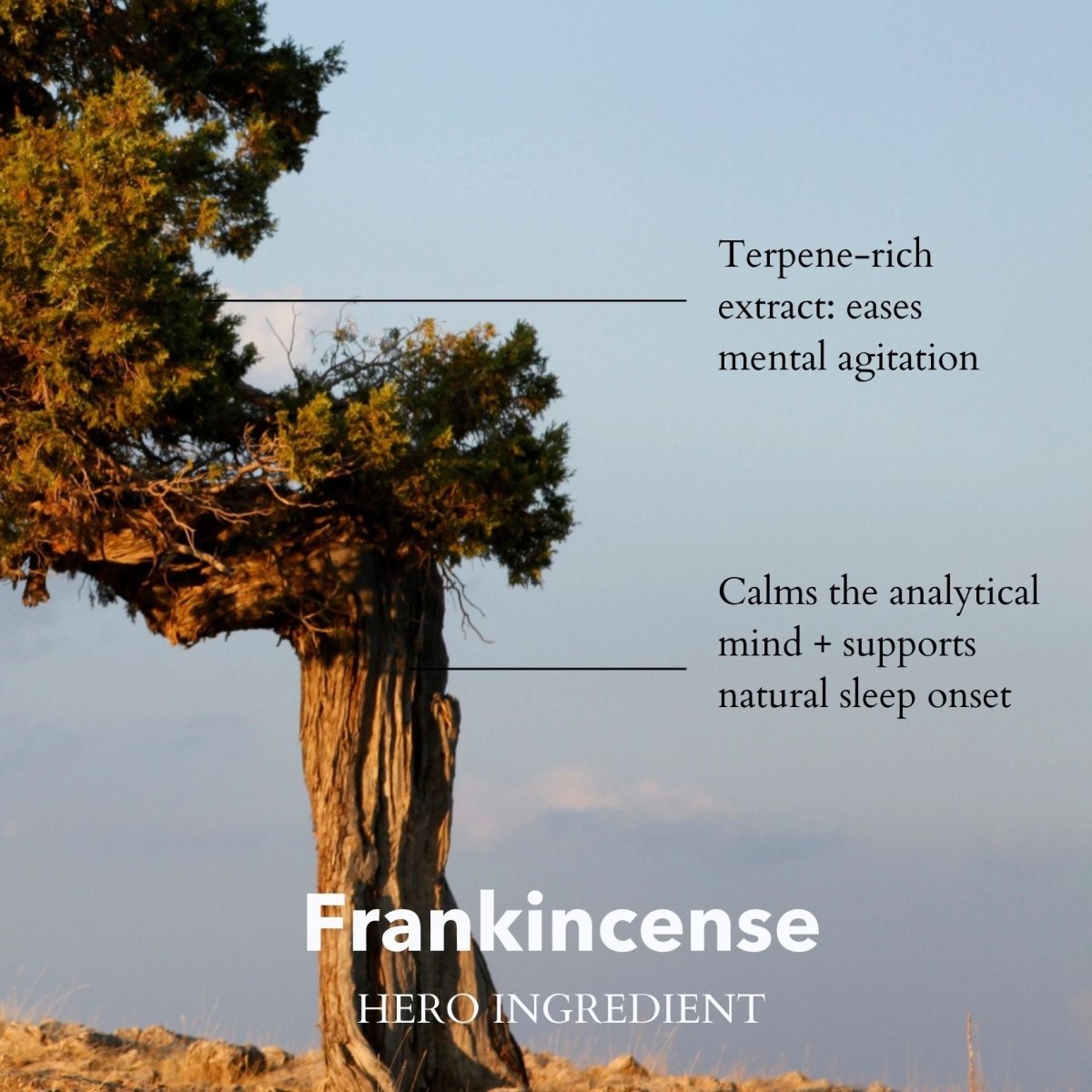 Overactive Mind Apothecary Bottle Somali Frankincense 100ml - anatomē