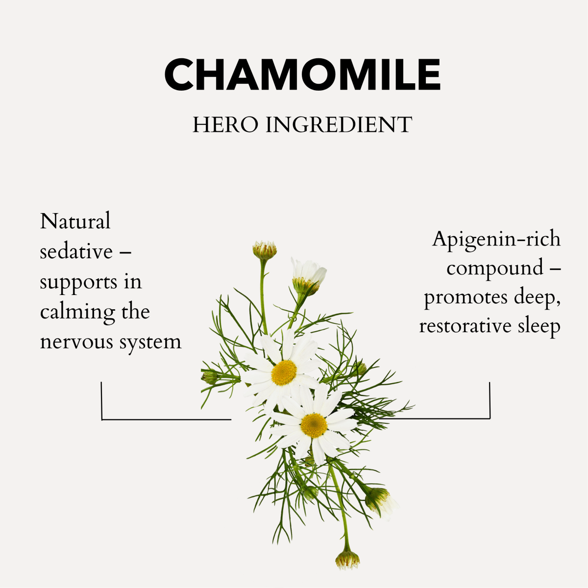 The Gift of Good Sleep Roman Chamomile - anatomē