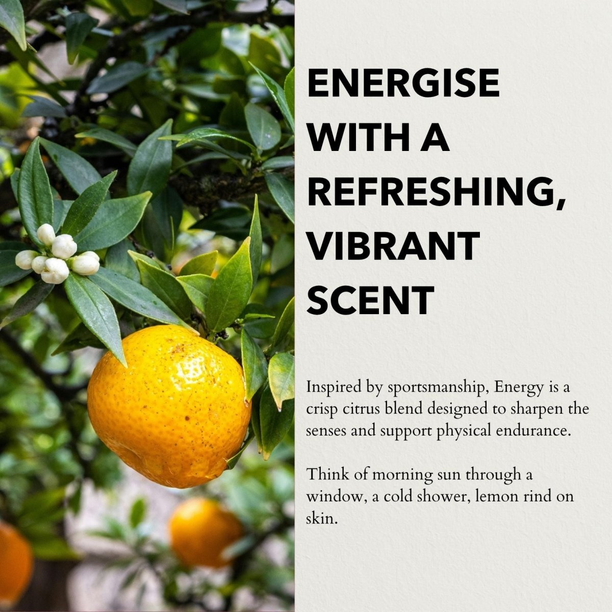 Energy Functional Parfum - anatomē