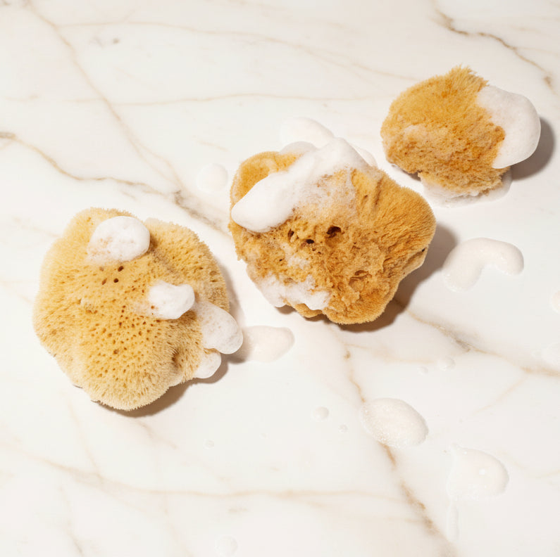 Natural Honeycomb Sea Sponge | 5.5 - 6" - anatomē