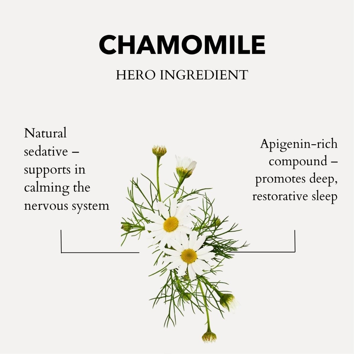 Restless Mind Roman Chamomile Sensory Point Oil - anatomē