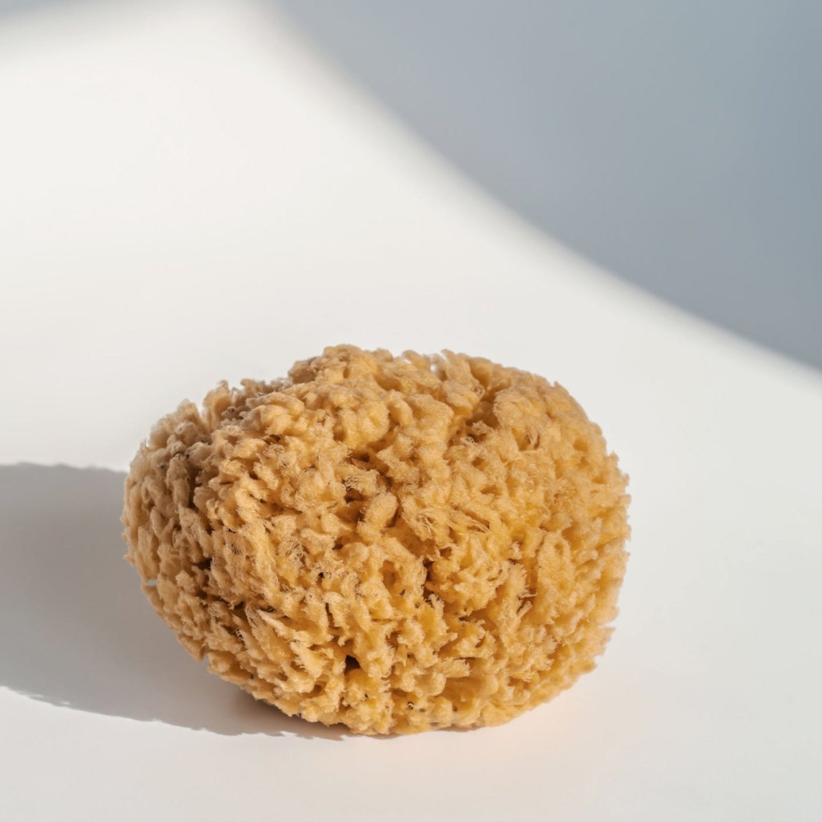 Natural Honeycomb Sea Sponge | 5.5 - 6" - anatomē