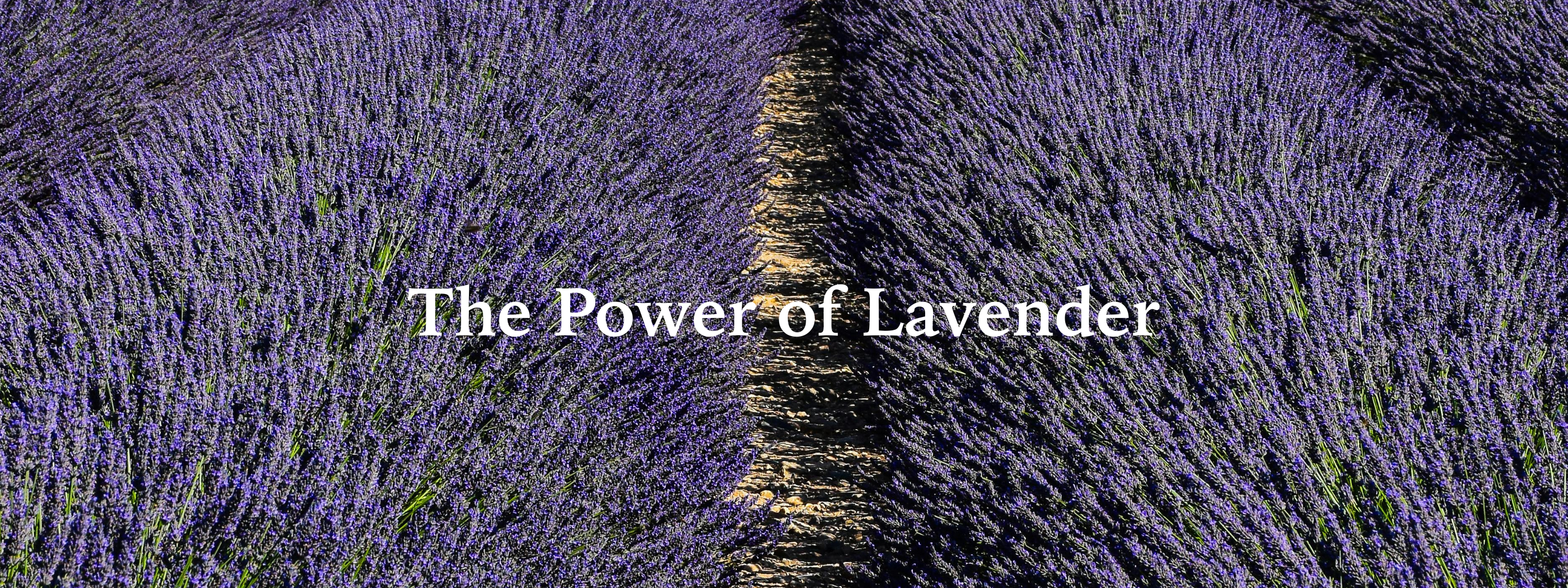 The Power of Lavender