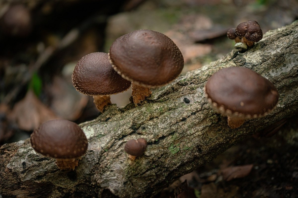 Adaptogens: an overview - anatomē