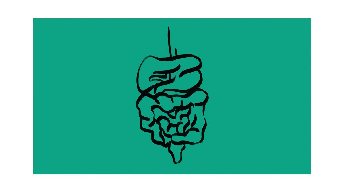 anatomē Insights #1: The Gut-Brain Connection - anatomē