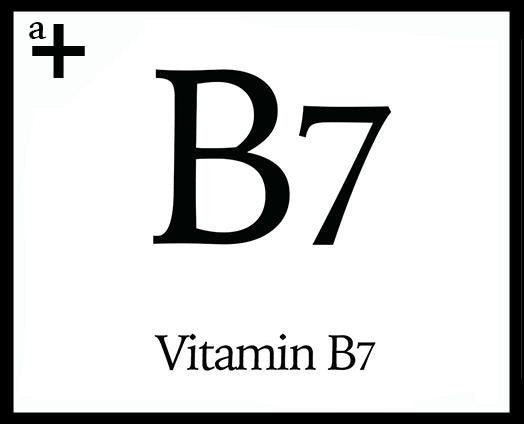 Vitamin B7 - anatomē