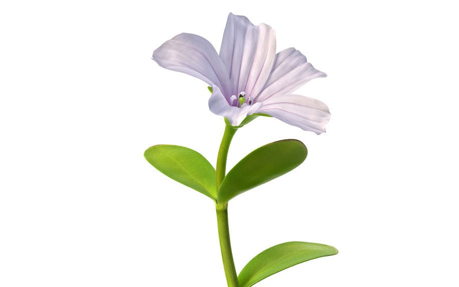 Bacopa Monnieri - anatomē