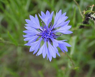 Blue Cornflower - anatomē