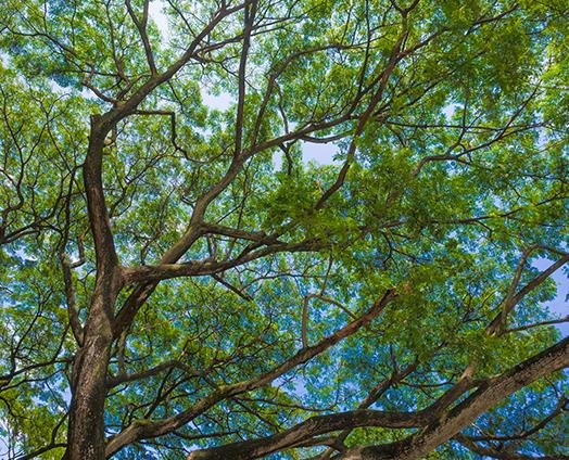 Camphor