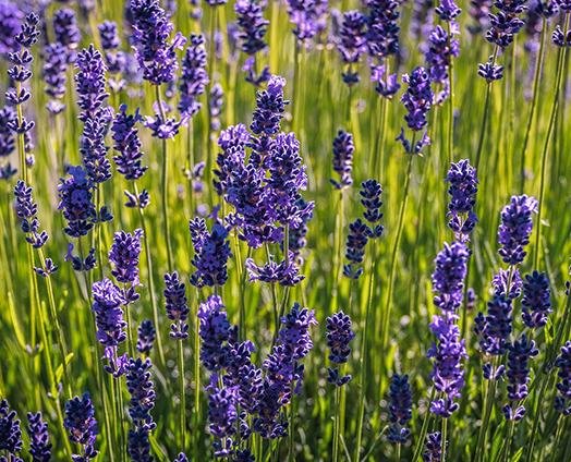 English Lavender - anatomē
