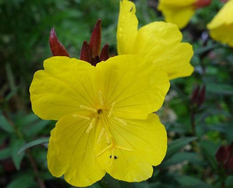 Evening Primrose - anatomē