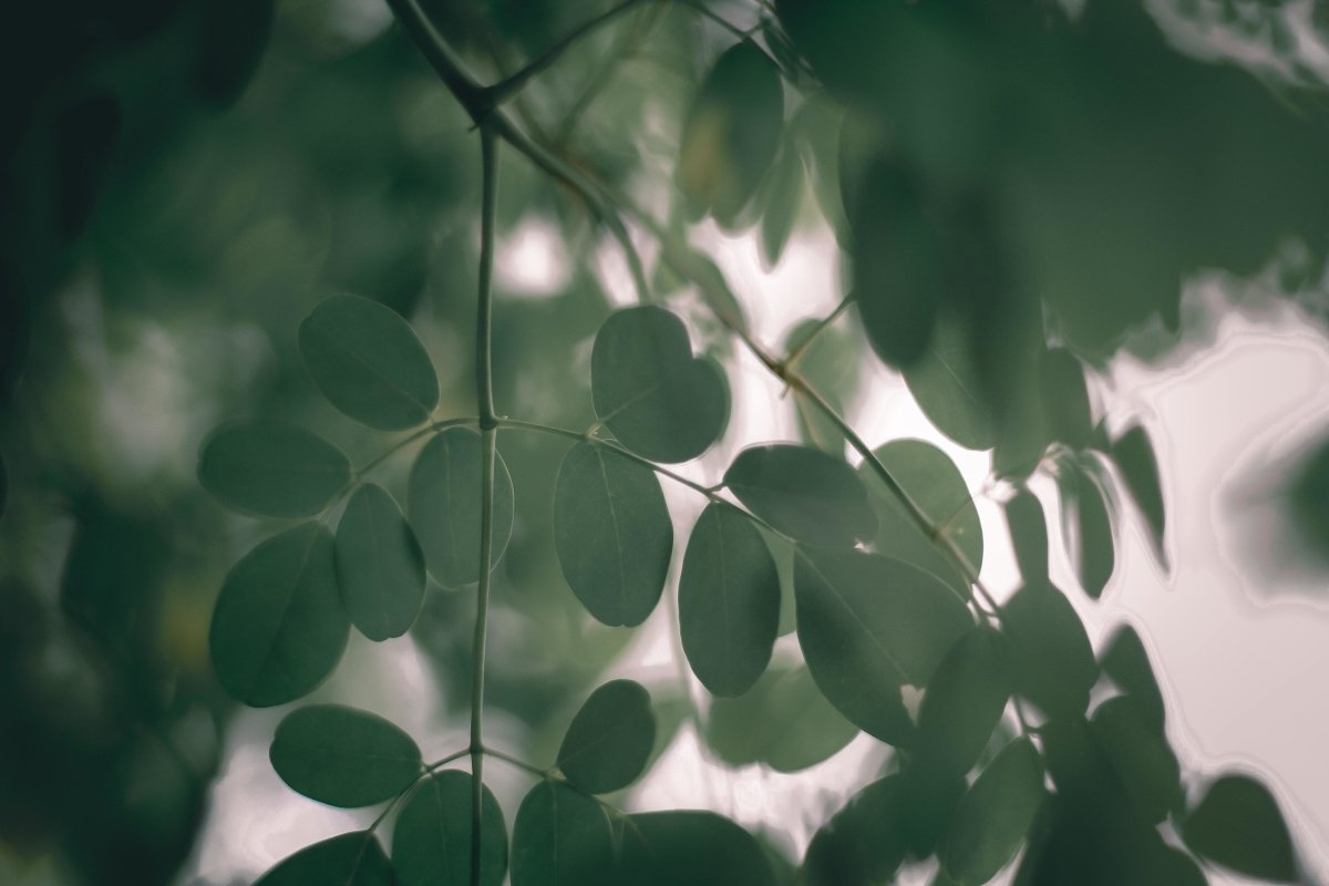 Exploring Ayurveda - anatomē