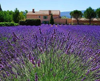 French Lavender - anatomē