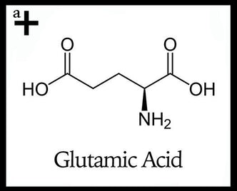 Glutamic Acid - anatomē