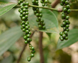 Green Pepper - anatomē