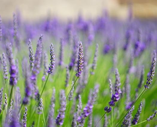 Himalayan Lavender - anatomē