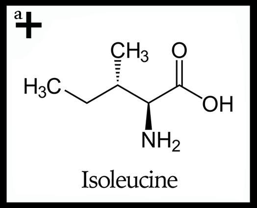 Isoleucine - anatomē