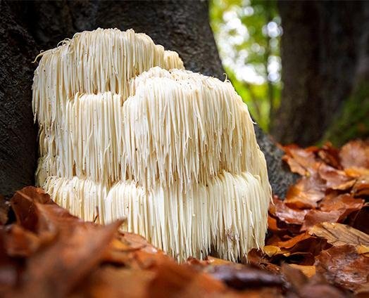 Lion's Mane Mushrooms - anatomē