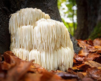 Lion's Mane Mushrooms - anatomē