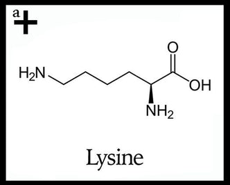 Lysine - anatomē